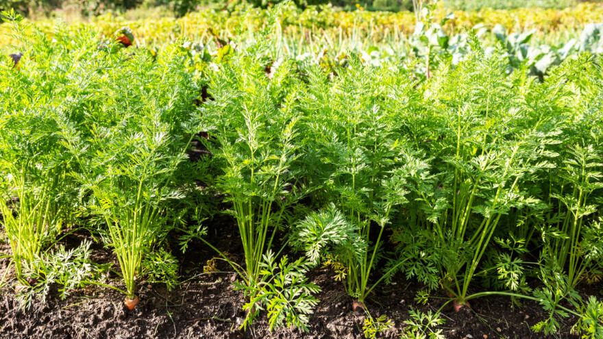 Da li "šišati" mrkvu ili ne? Ako da, kada?