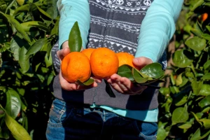 Kiša onemogućuje berbu mandarina, zabilježen i jaki napad puževa