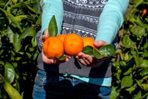 Kiša onemogućuje berbu mandarina, zabilježen i jaki napad puževa