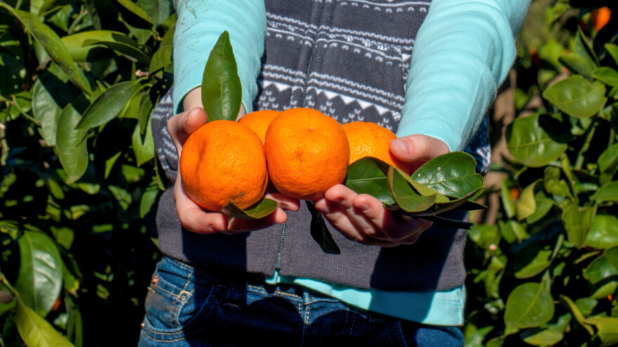 Kiša onemogućuje berbu mandarina, zabilježen i jaki napad puževa