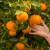 Izvoz mandarina otežan zbog neradnih vikenda Državnog inspektorata