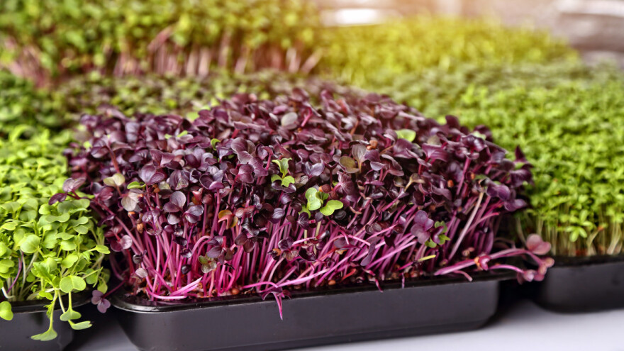 Kako uzgajati mikrobilje - na otvorenom ili u kućanstvima