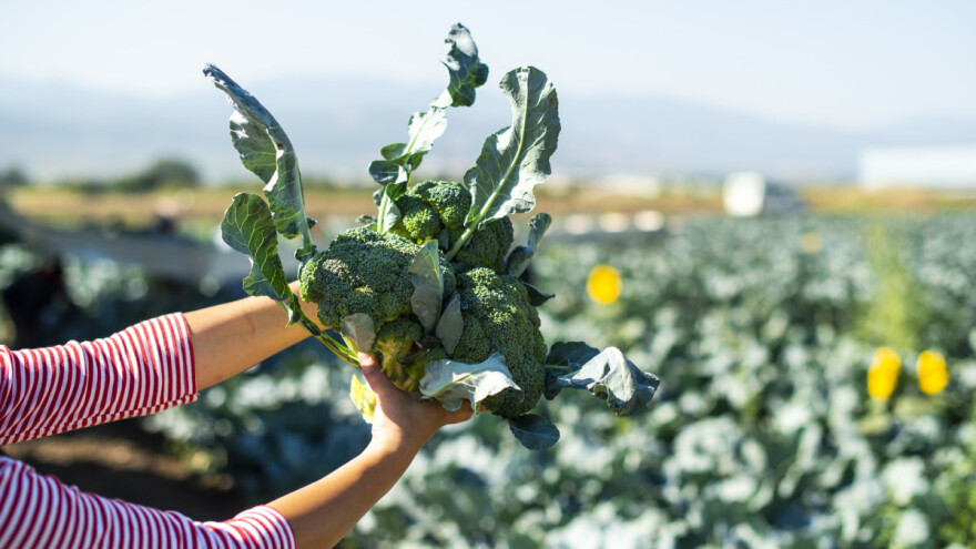Brokula - biljka za ovu sezonu