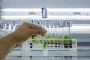 Iz GMO pravila isključena tehnika uređivanja biljnih gena in vitro