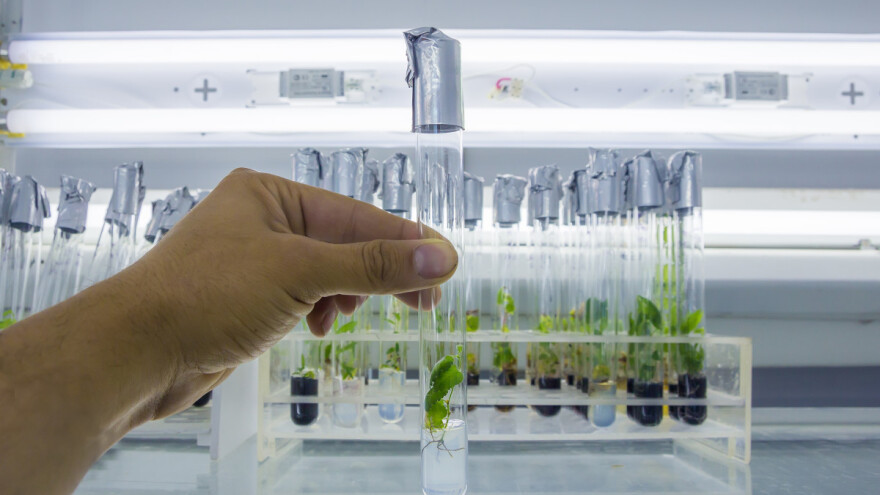 Iz GMO pravila isključena tehnika uređivanja biljnih gena in vitro