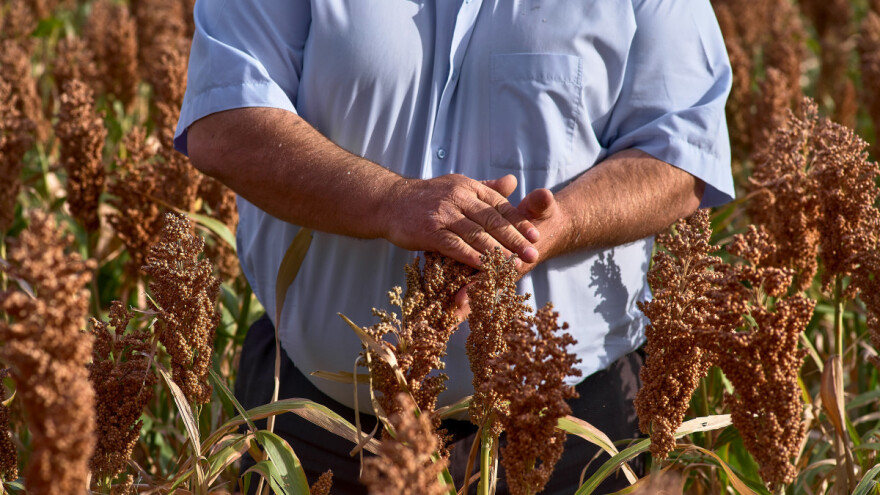 Proso: Zbog sušnih perioda, odlična je alternativa pšenici?