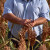 Proso: Zbog sušnih razdoblja, odlična je alternativa pšenici?