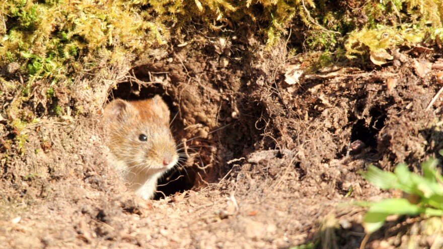 Vlažnost tla popravljena, ali prijeti prenamnožavanje glodara