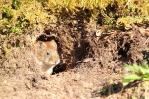 Velika brojnost glodara na ozimim usjevima: Kako ih suzbiti?