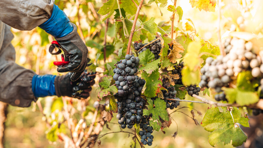 Osmislili digitalne narukvice za praćenje zdravlja poljoprivrednika i usjeva