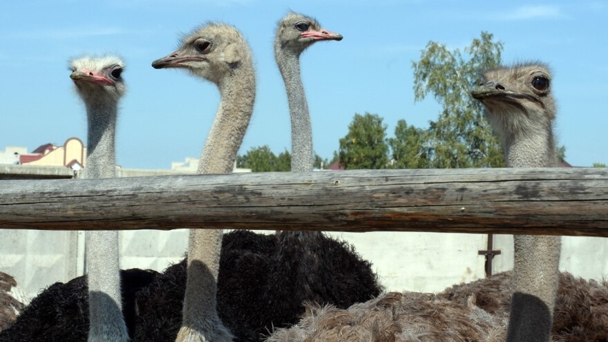 Uzgoj nojeva nije lak posao - što sve trebate znati?