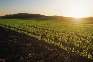 Širokoredna setva žitarica smanjuje troškove - koje su još prednosti?