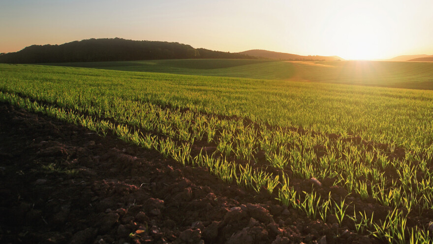 Širokoredna setva žitarica smanjuje troškove - koje su još prednosti?