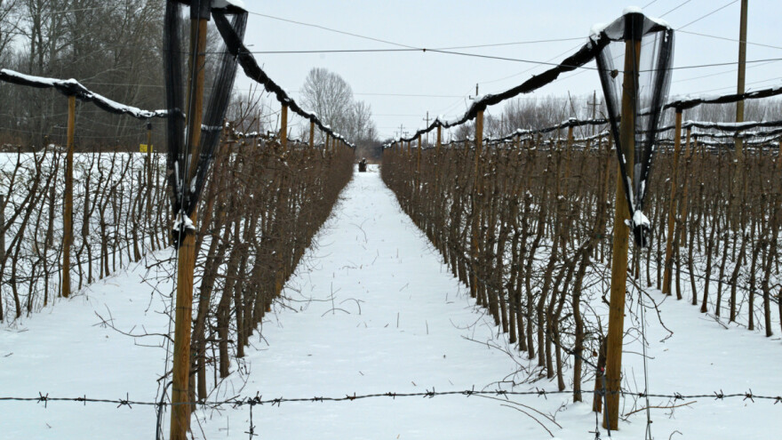 Nikad teža godina za voćare: U Srpskoj produžen rok za podizanje novih zasada