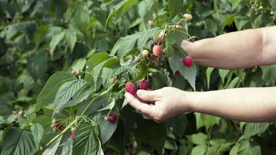 Ukrajinski hladnjačali objavili otkupne cijene malina, uzgajivači nisu oduševljeni!