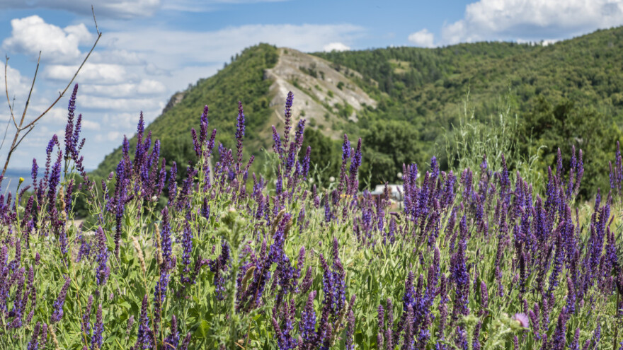 Kadulja cvjeta, ali ne medi: Suša na Lošinju ugrozila pčele i pčelare?