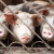 Stočarstvo na klimavim nogama: Hrvatska ima najveći pad broja svinja u EU
