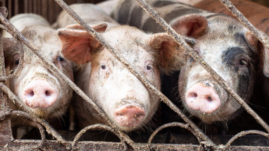 Stočarstvo na klimavim nogama: Hrvatska ima najveći pad broja svinja u EU