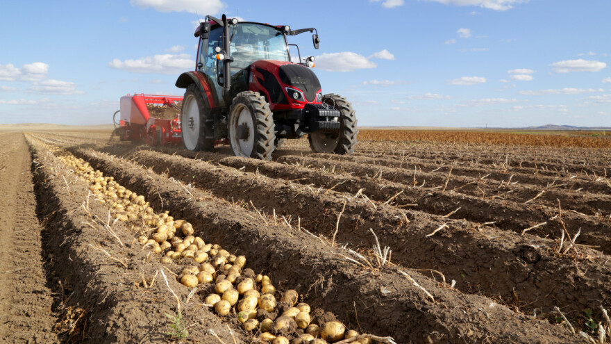 Manje krumpira ove godine? Kako stoji EU, a kako Rusija i Ukrajina?