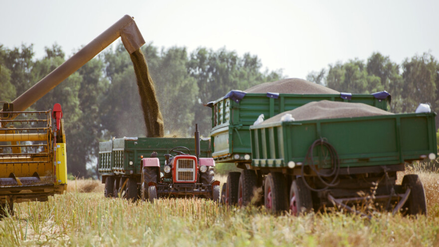 Cijene: Tona pšenice dosegla 245, a uljane repice 485 eura