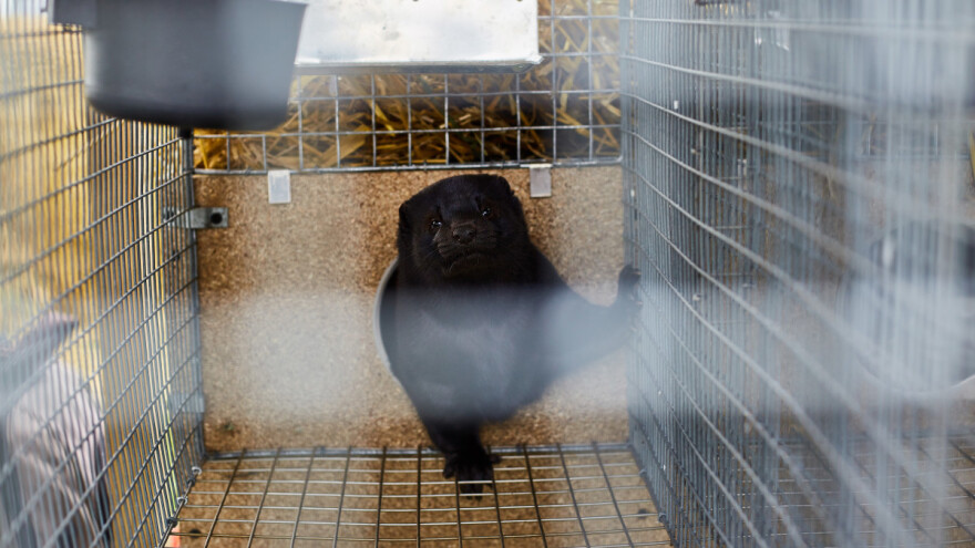 Usmrtit će 17 milijuna kuna zbog mutacije Covida - predstavljaju opasnost za cjepivo?