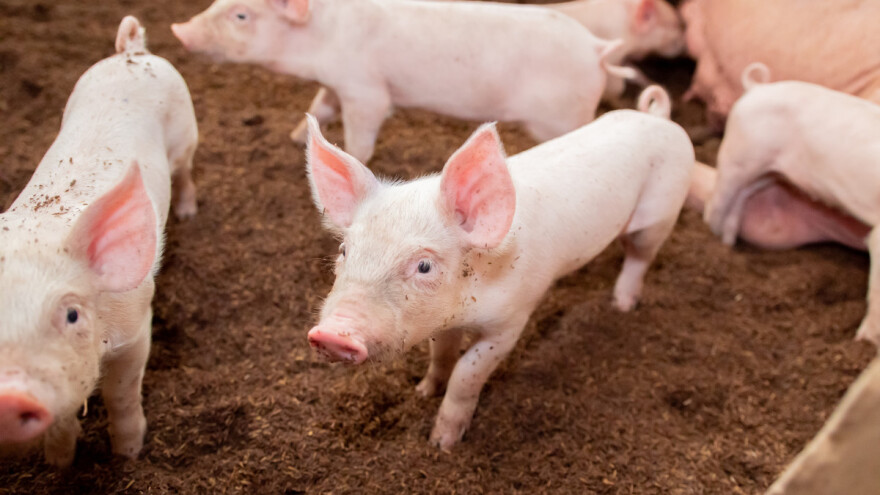 Kako sprečiti griženje repa kod svinja?