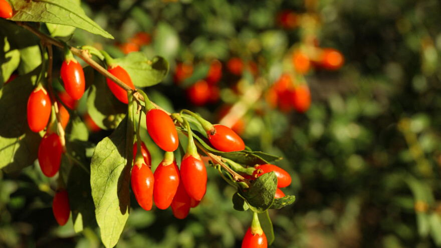 Godži bobice: Organska proizvodnja, solarni paneli, sistem "kap po kap"