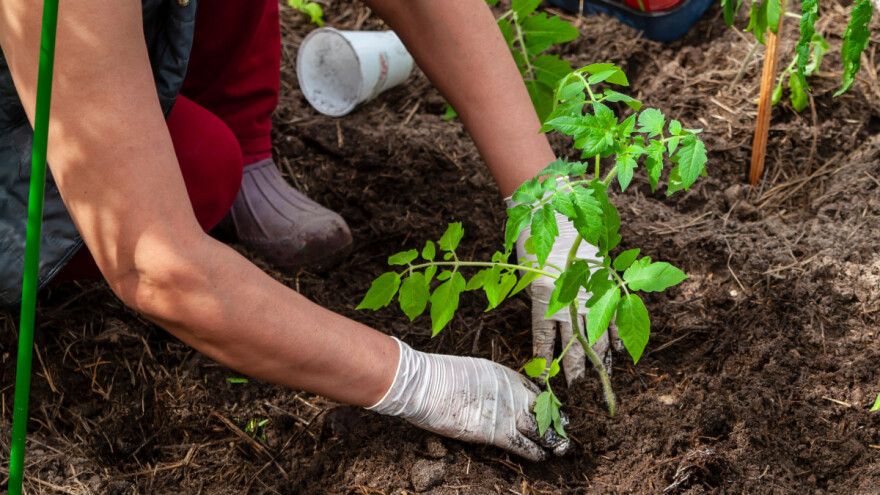 Dubina sadnje rasada: Koliko duboko voli paradajz, a koliko kupusnjače?