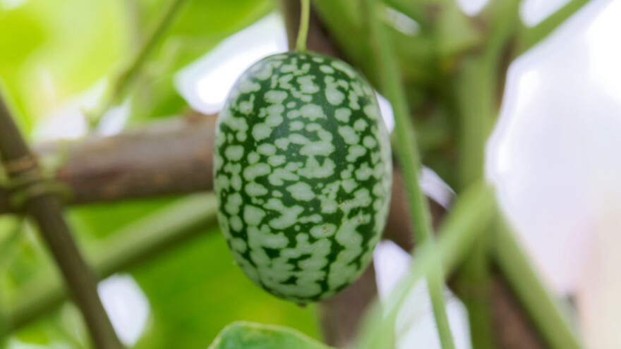 Mini povrće: Meksički krastavac sve traženiji?