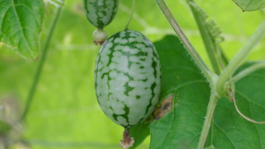 Cucamelon - lako se uzgaja, a ima zahtjeve kao krastavac