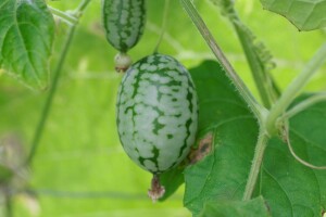 Cucamelon - lako se uzgaja, a ima zahtjeve kao krastavac