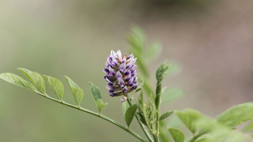 Za razmnožavanje sladića najbolje upotrijebiti reznice od biljaka starih dvije do tri godine