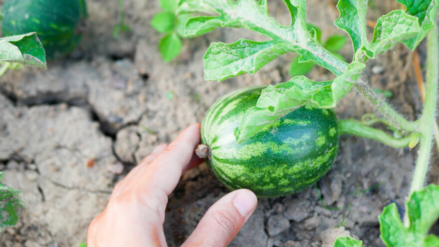Rezidba lubenice i dinje: Kako do krupnih plodova?