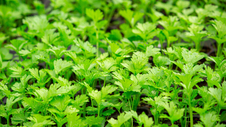 Uzgoj korijandera - pripremite tlo u februaru