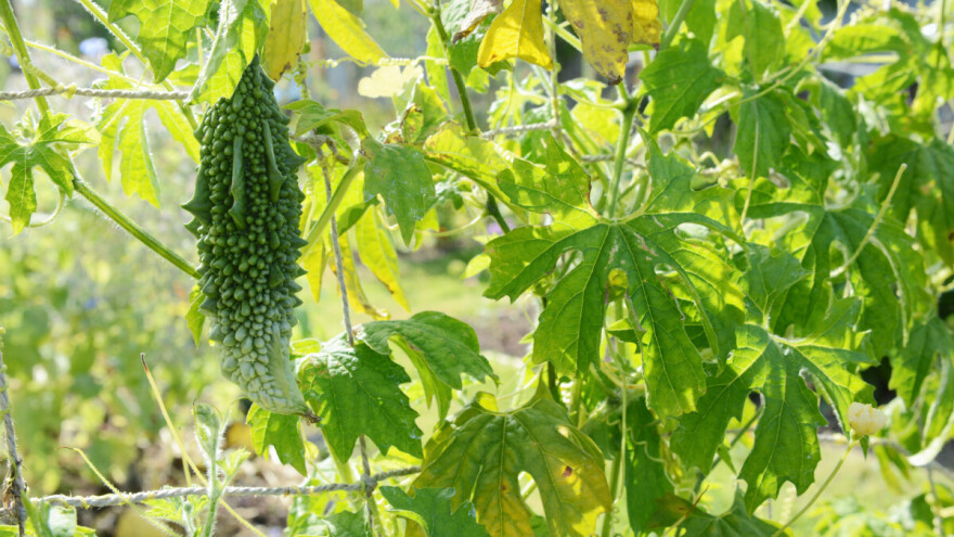 Lekovita gorka dinja lako se uzgaja