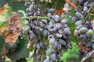 Bobice grožđa naglo rastu - povećana je opasnost od pepelnice