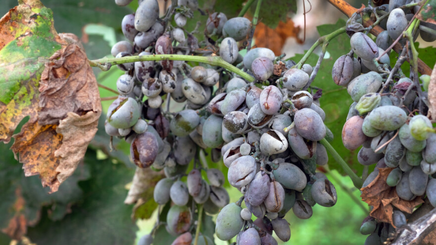 Bobice grožđa naglo rastu - povećana je opasnost od pepelnice