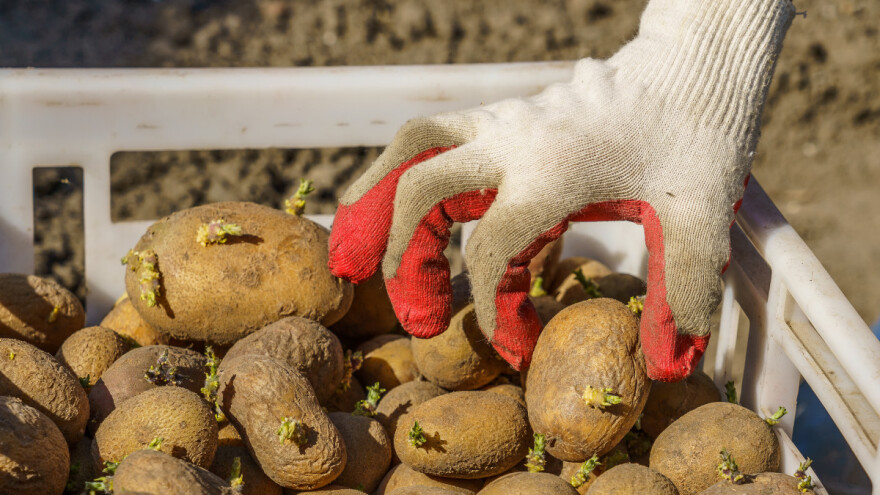 Krompir sa klicama brže niče - kada i kako obaviti naklijavanje?