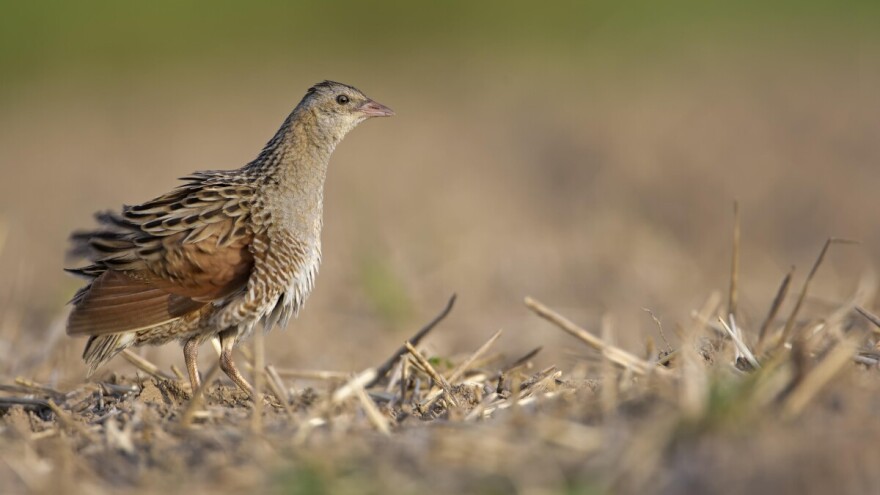 Kako do očuvanja bioraznolikosti i okoliša na trajnim travnjacima i oranicama te potpora?