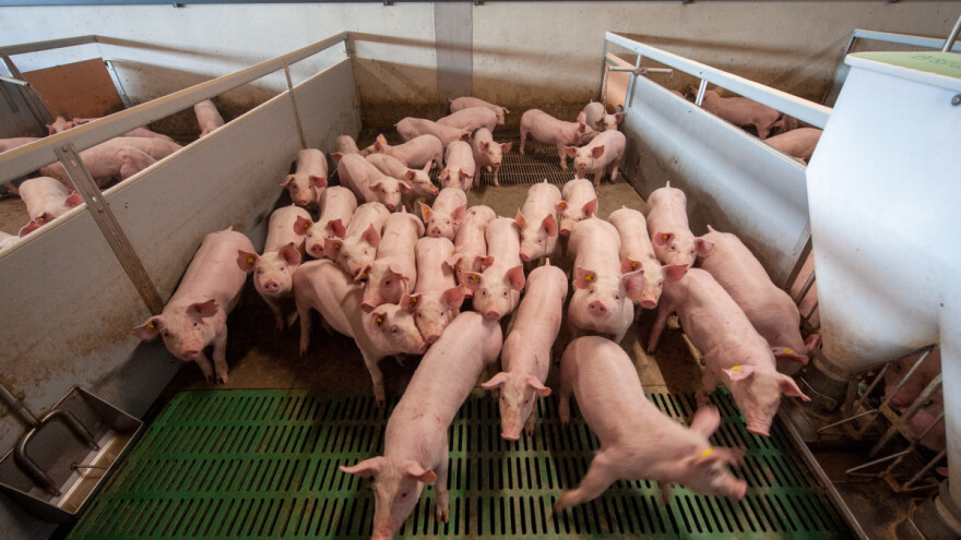 Proizvodiće 840.000 svinja godišnje na farmama sa 12 spratova