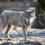 Je li sivi vuk u Dalmaciji uistinu vuk ili križanac koji je preuzeo primat u populaciji?
