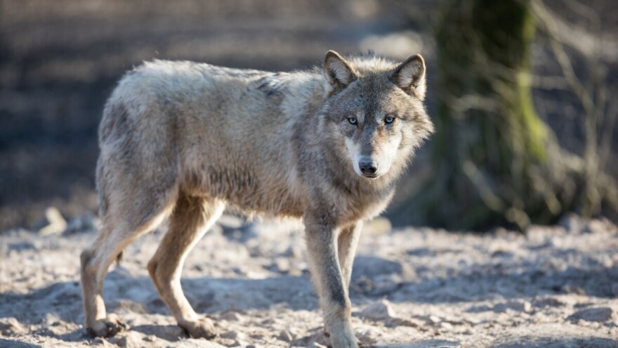 Je li sivi vuk u Dalmaciji uistinu vuk ili križanac koji je preuzeo primat u populaciji?