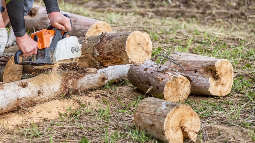 Drva na meti lopova: Jedan krao kod komšije, drugi u šumi