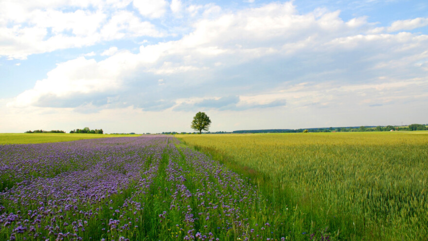 Mešovite kulture postižu bolje prinose čak i u sušnim uslovima?