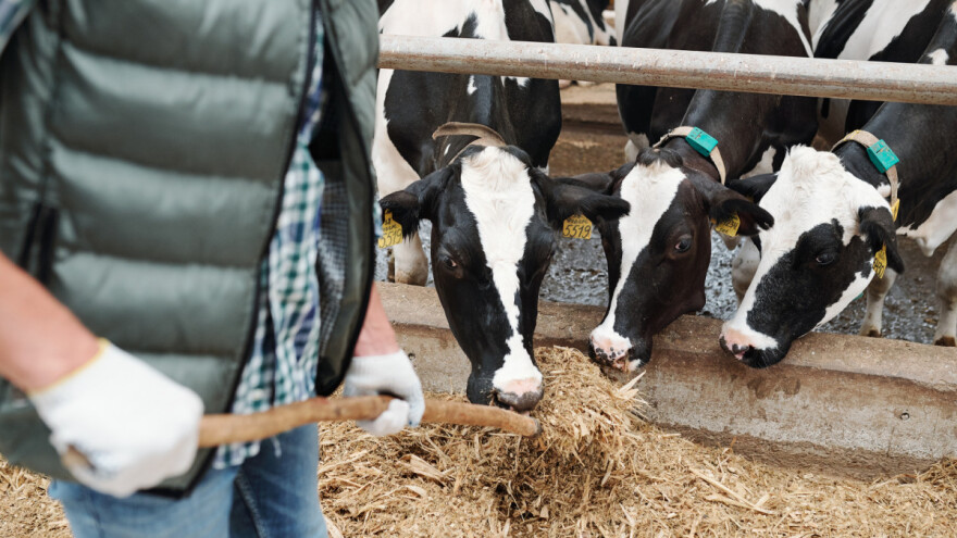 Priplodne junice za više od 450 farmi u RS - dogovorena nabavka