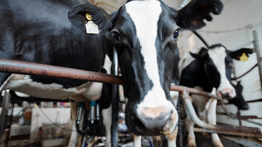 Isti problem velikih i malih proizvođača - moguć prekid isporuke mlijeka