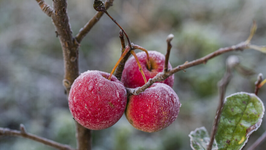 Zaštitite organe jabuke od mraza