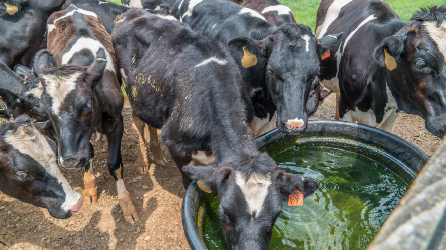 Na temperature iznad 30°C najosetljivije mlečne krave