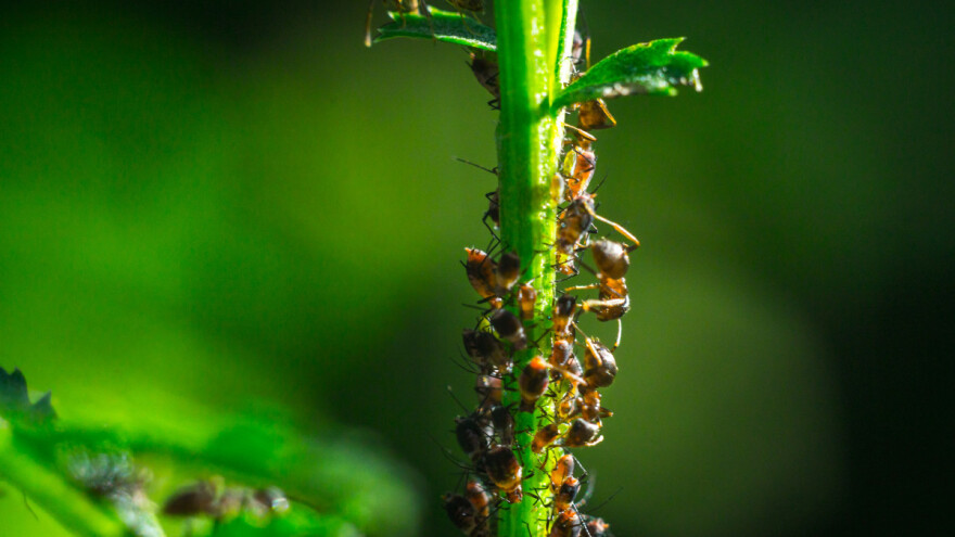 Mrave iz plastenika otjerajte rajčicom, češnjakom, kavom