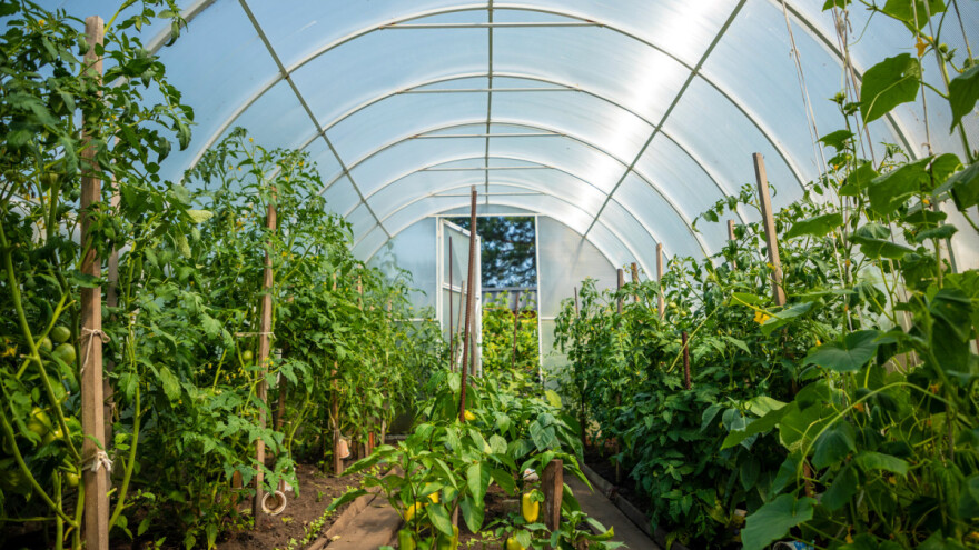 Đubrivo od kvasca za papriku i paradajz - kako pripremiti i primjeniti?